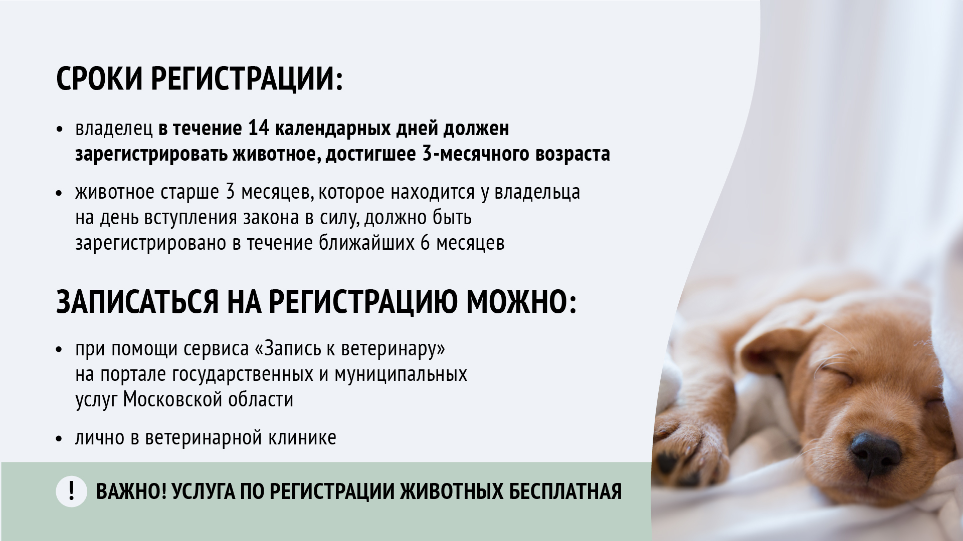 О регистрации домашних животных в Московской области