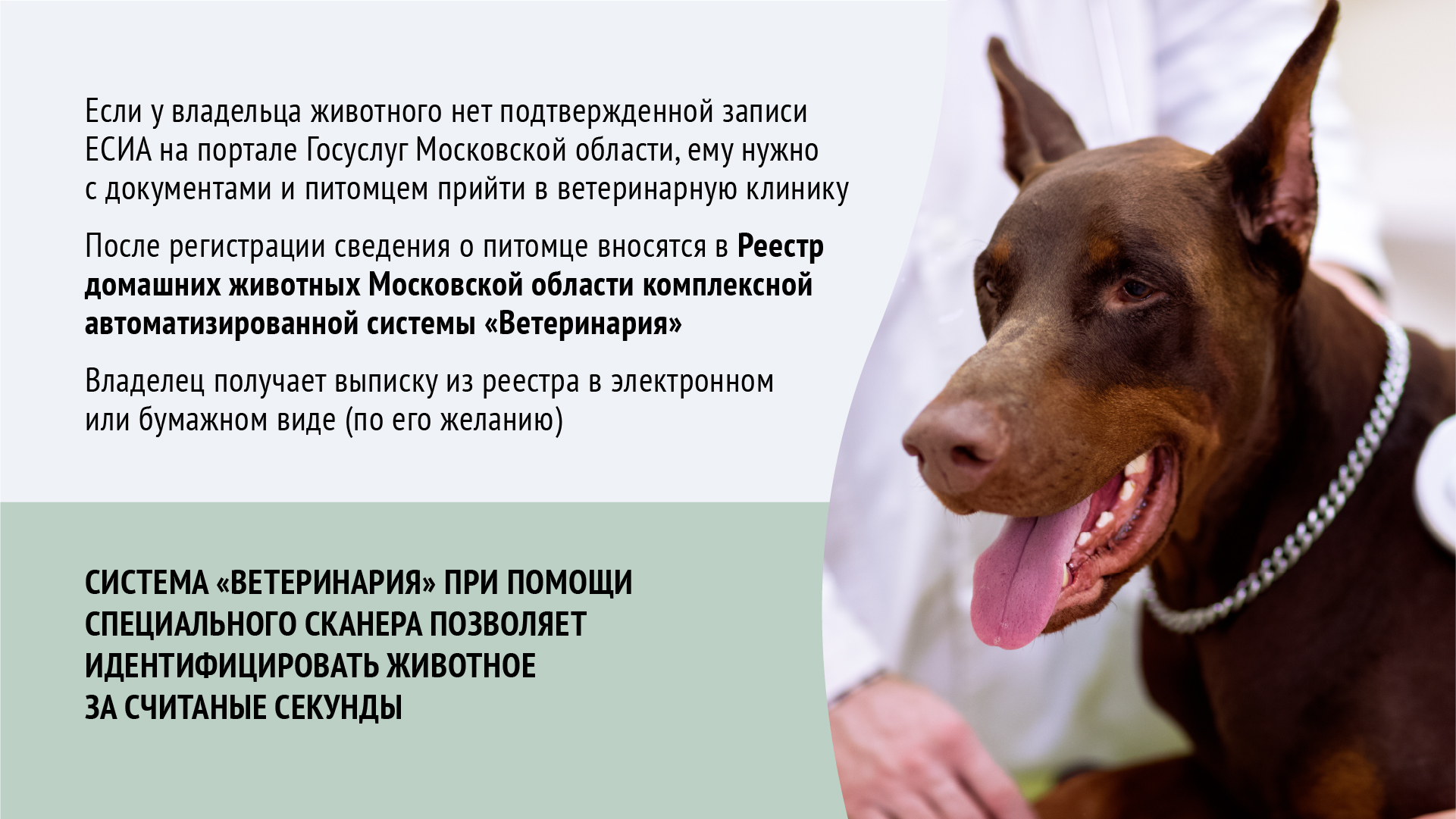 О регистрации домашних животных в Московской области