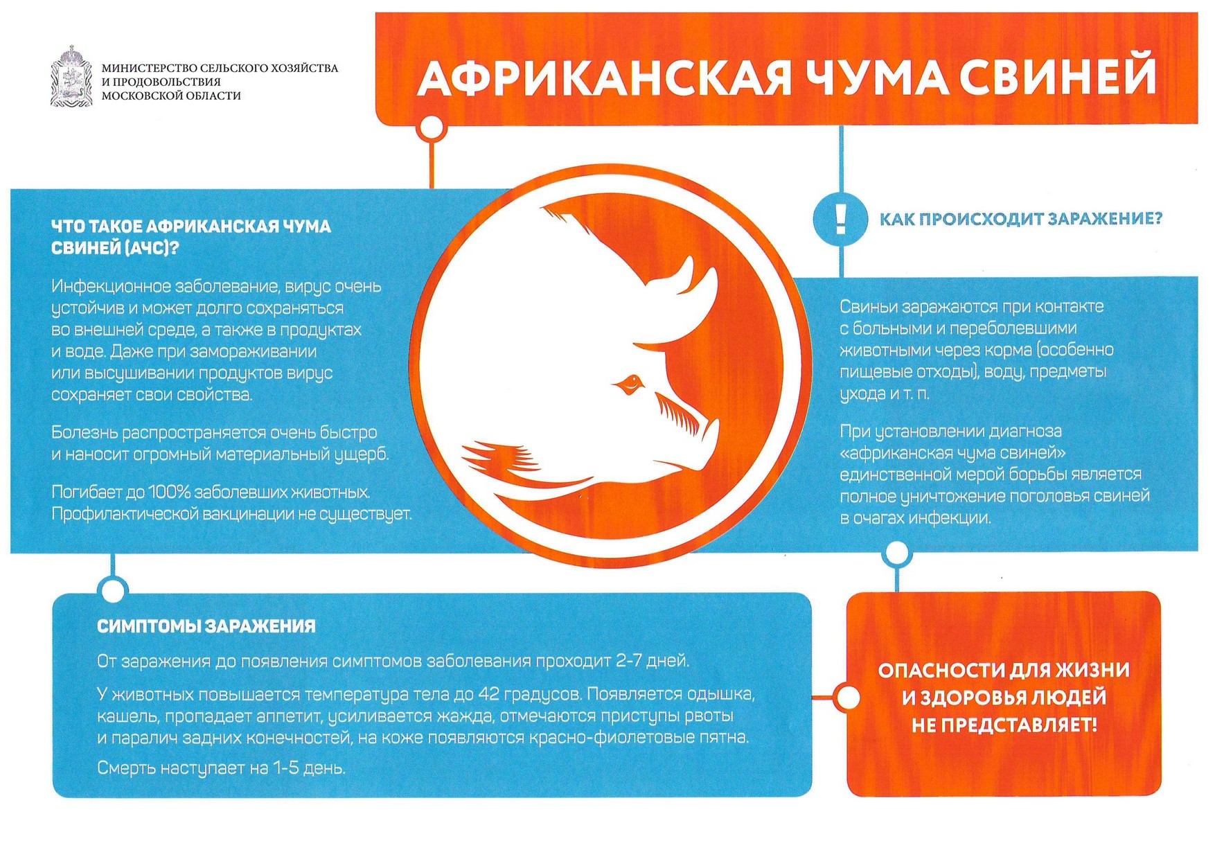 Листовка «Африканская чума свиней»