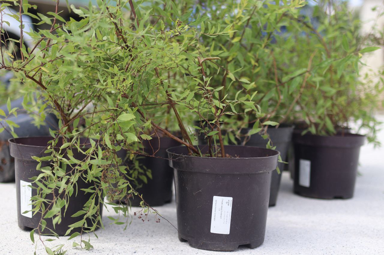 В Наукограде продолжается благоустройство центральной части