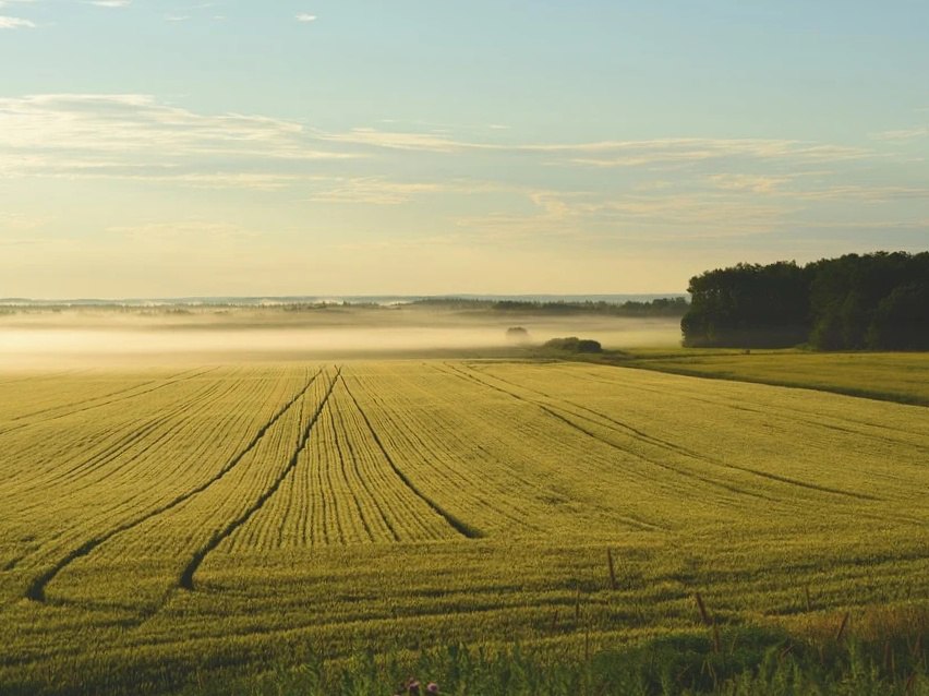 В Подмосковье заработал сервис по предоставлению информации об особо ценных сельхозугодьях