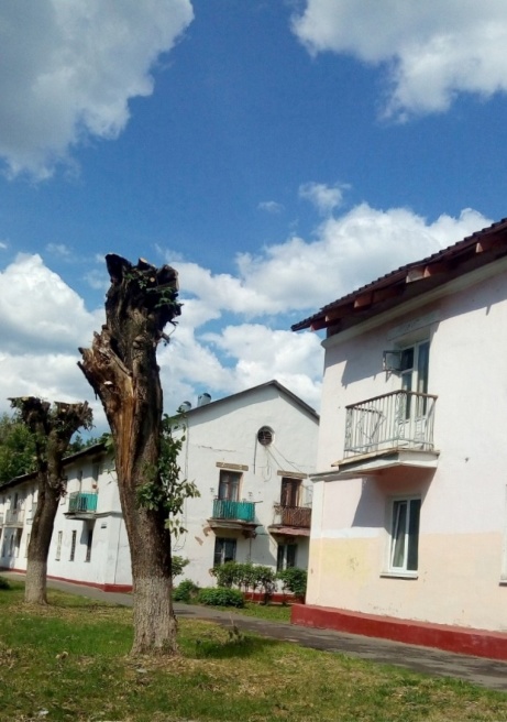 Клены ясенелистные после обрезки