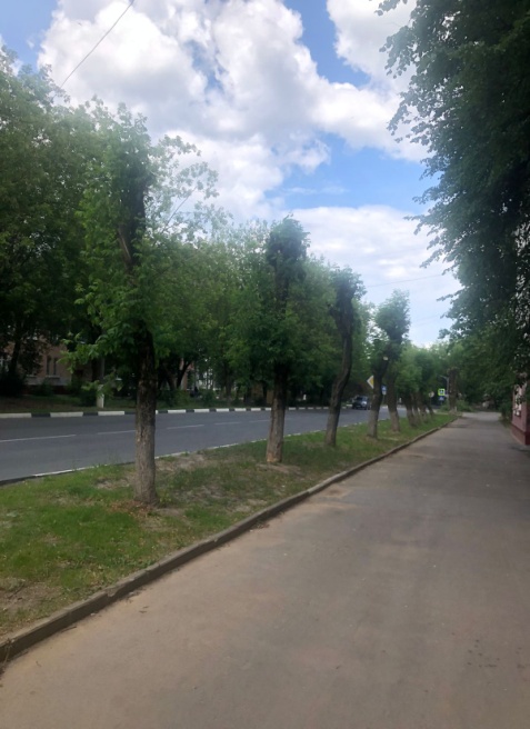 Результат быстрого восстановления кленов ясенелистных после обрезки и создания аккуратной кроны