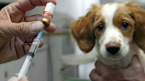 С наступлением весны домашним питомцам необходимо посетить ветеринара