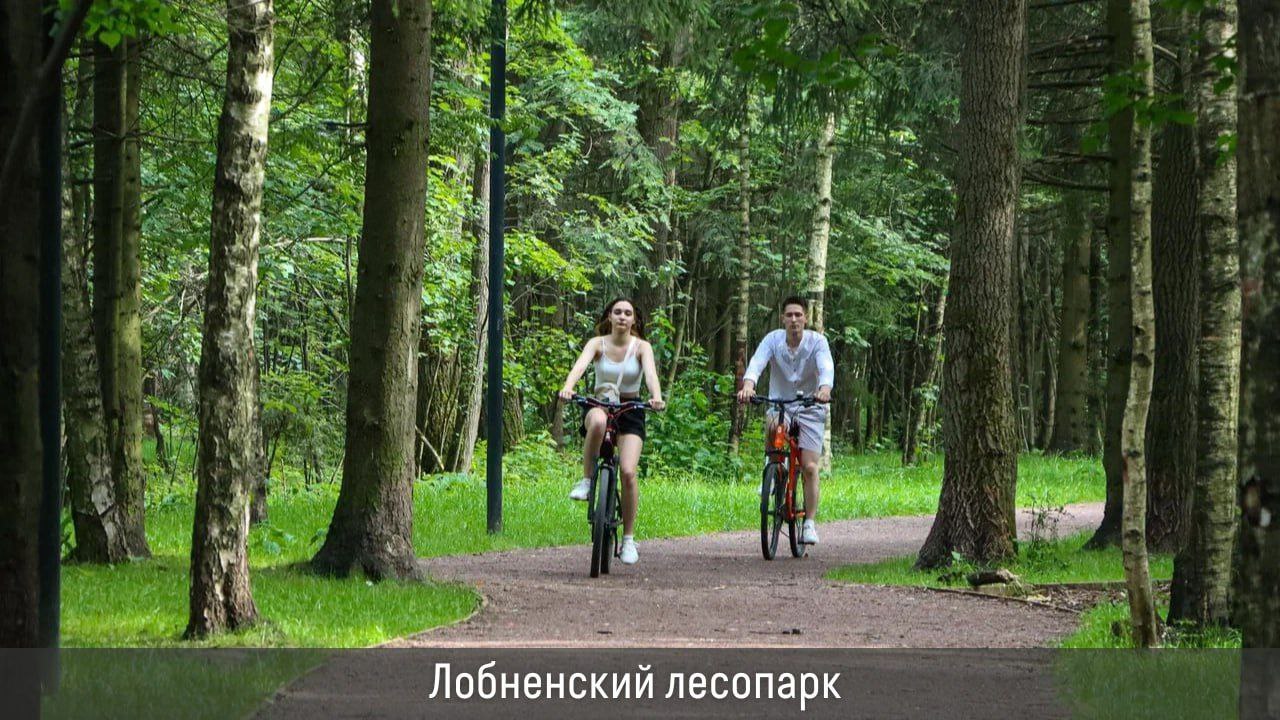 В этом году в Подмосковье запланировано благоустроить 9 лесопарков