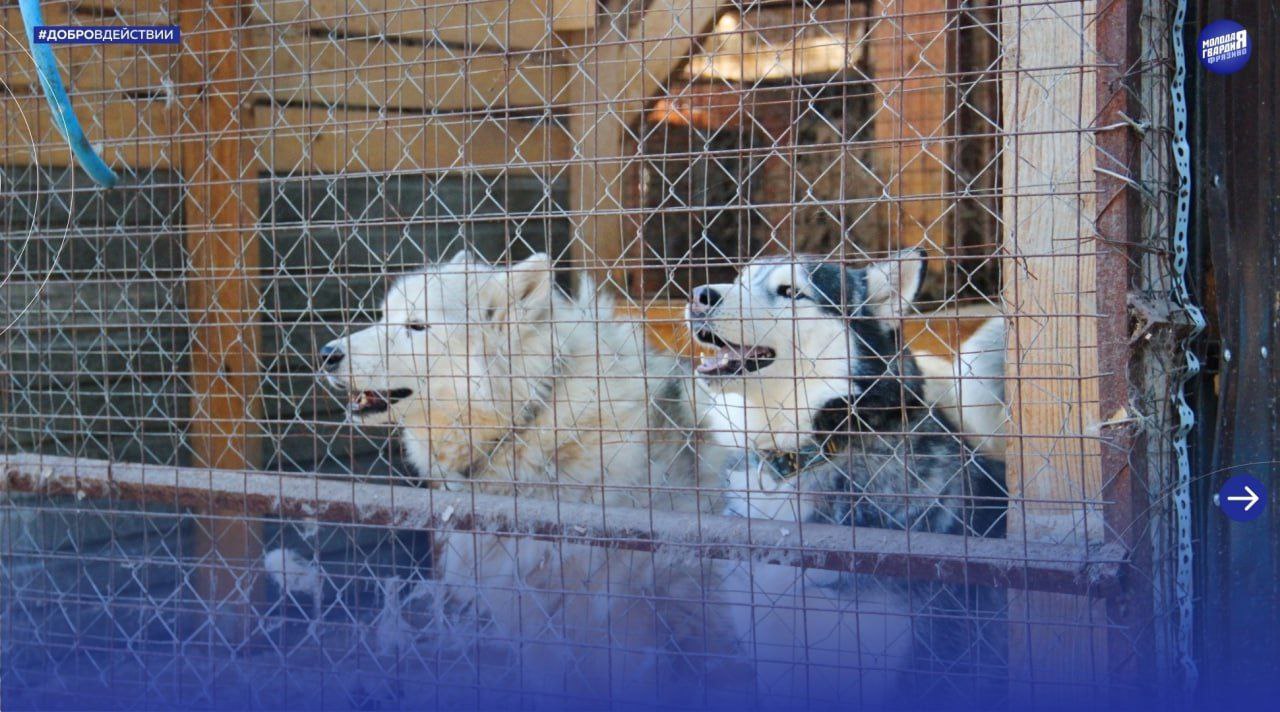 Молодогвардейцы из Фрязино оказали помощь приюту для животных