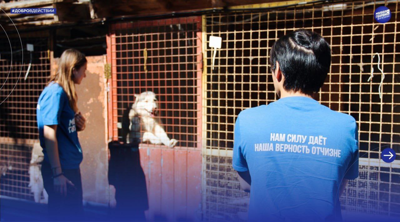 Молодогвардейцы из Фрязино оказали помощь приюту для животных