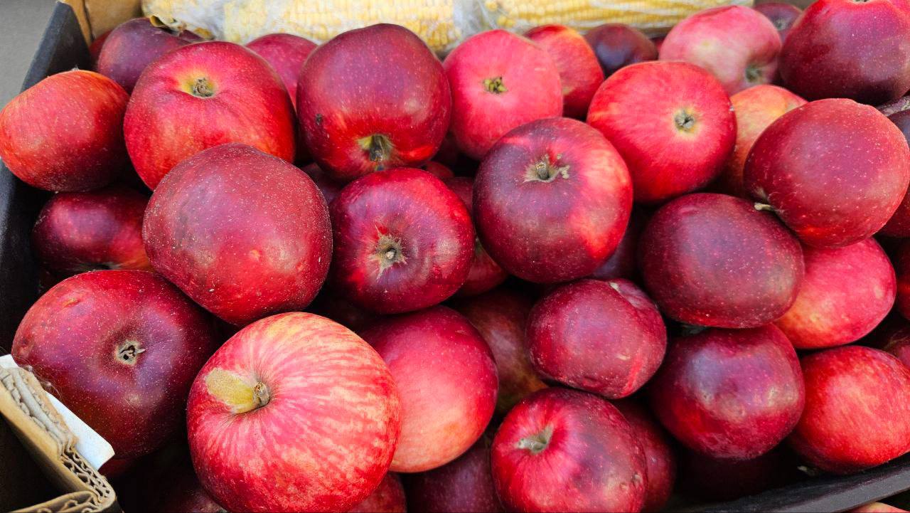 В Подмосковье стартует акция по сбору избыточного урожая яблок и бахчевых культур