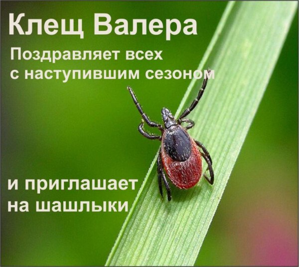 С приближением весны повышается опасность заражения инфекциями, переносимыми клещами