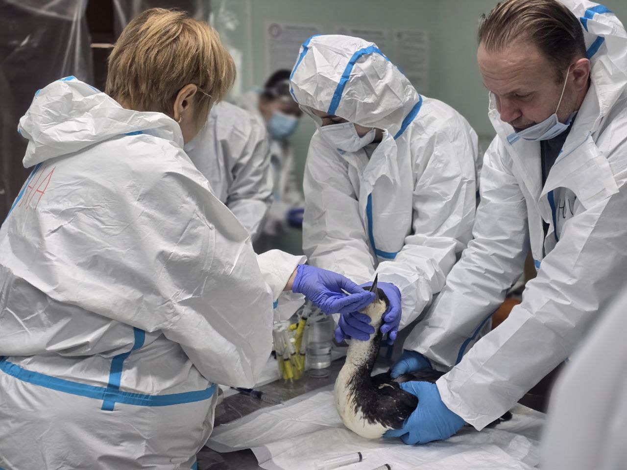 Региональному движению «Волонтеры Подмосковья» — пять лет!