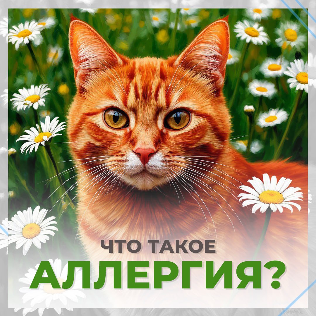 С 7 по 13 июля 2025 года проходит Неделя профилактики аллергических заболеваний Минздрава России, приуроченная Всемирному дню борьбы с аллергией