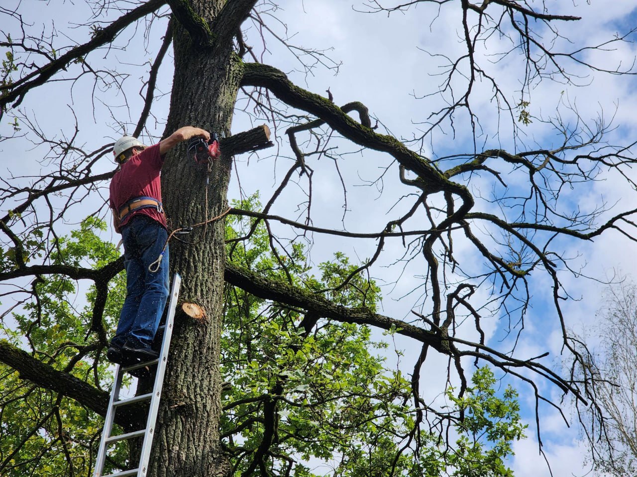 В лесопарке города Фрязино проводят работы по уходу за деревьями