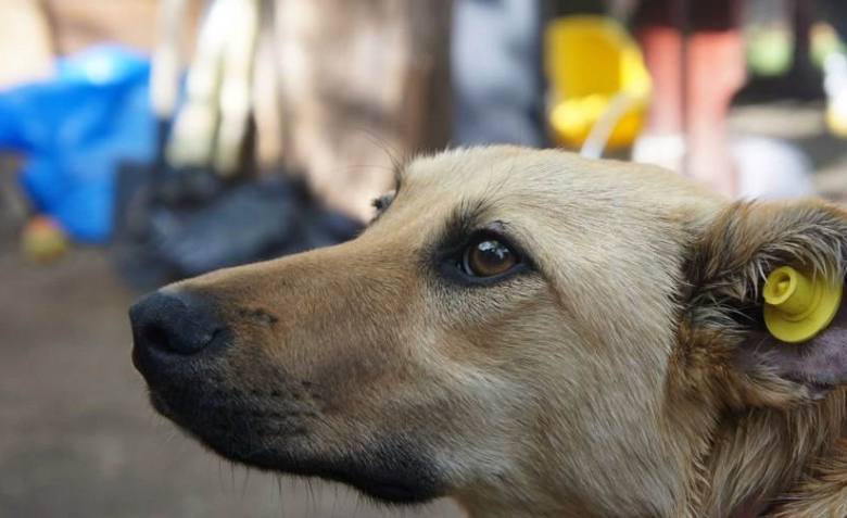 Важная информация ! Мобильный ветеринарный пункт в «Лесопарке г.о. Фрязино»