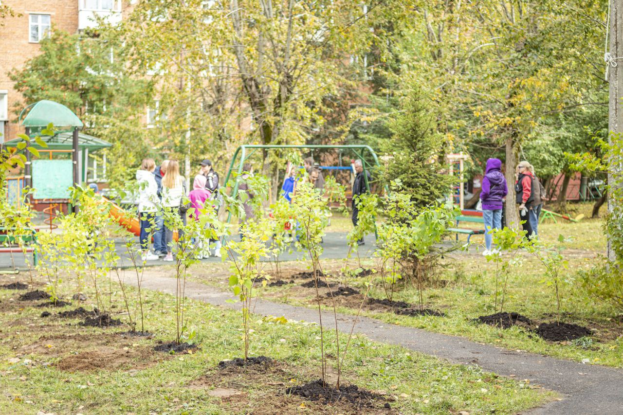 17 сентября на территории городского округа Фрязино прошла областная акция «Наш Лес. Посади свое дерево»
