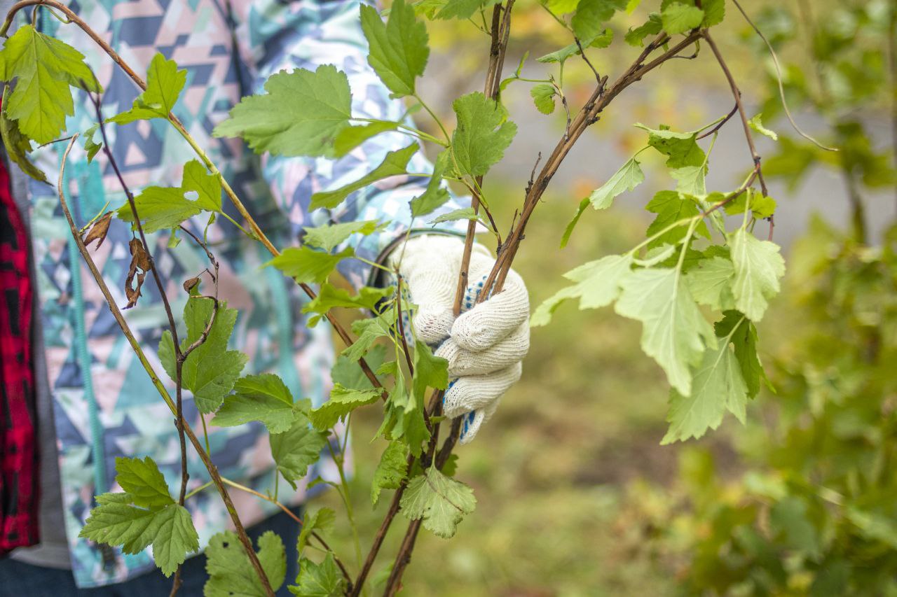 17 сентября на территории городского округа Фрязино прошла областная акция «Наш Лес. Посади свое дерево»