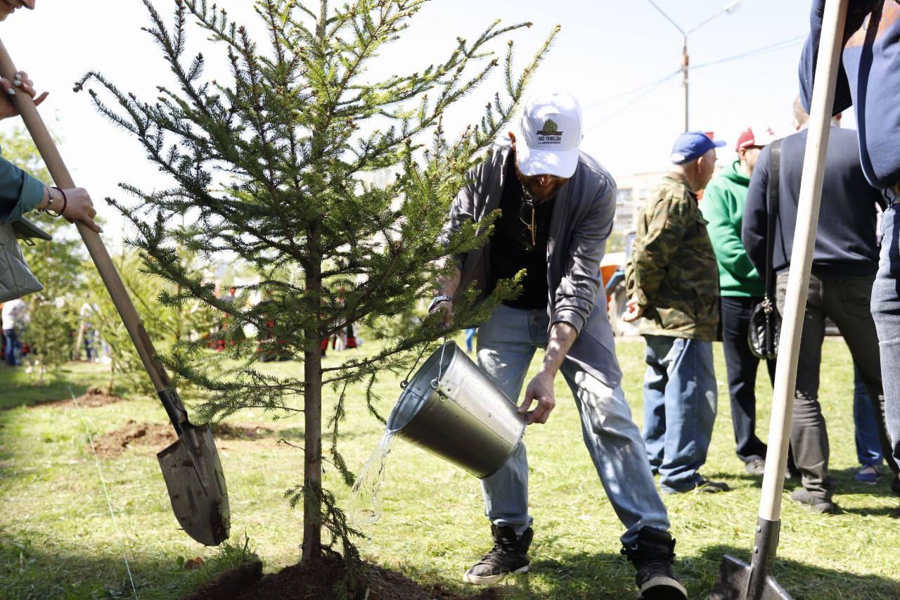 Фрязинцы по всему городу высадили молодые деревья в память о героях военных лет